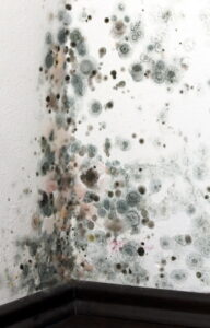 mold-growing-on-a-wall